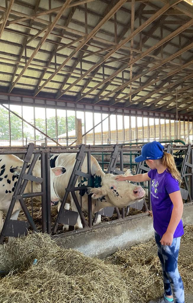 Campers pet the cows at the dairy farm