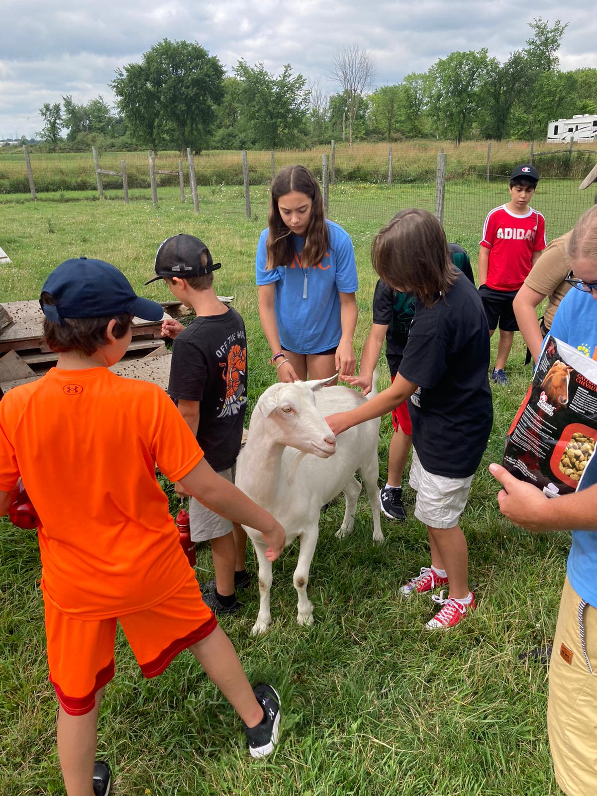 Campers feeding the goat